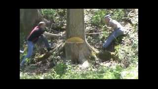 Felling large sycamore tree [upl. by Skyla546]