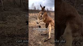 L’animal emblématique de l’Australie shorts animaux kangourou [upl. by Willumsen]