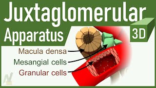 05 Juxtaglomerular Apparatus 3D [upl. by Auos]