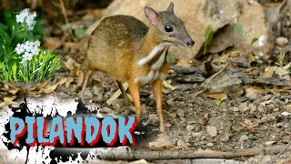 PILANDOK  PHILIPPINE MOUSE DEER  Tenrou21 [upl. by Dnallor]