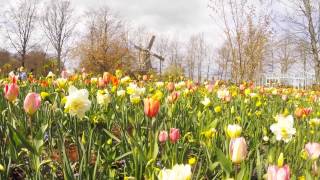 La fioritura dei tulipani in Olanda  Go Pro  Amsterdam Utrecht [upl. by Fisa]