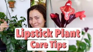 Lipstick Plant Care Tips amp Tricks  Lipstick Aeschynanthus Houseplant Care [upl. by Annazor]