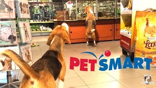 Funny Dogs at Petsmart WITHOUT A LEASH Funny Beagles Louie amp Marie [upl. by Fairlie]