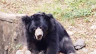 Alipore zoo kolkata [upl. by Malvia]