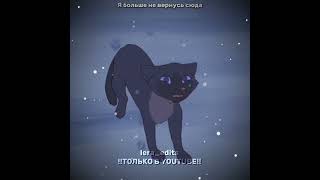 Для mohleslubovbwarrior cats editCinderheart editeditwarriorcatsкотывоителиwarriors cat [upl. by Dawn]