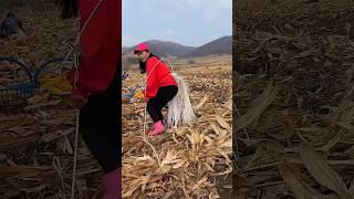 Selflocking rope for binding poles Happy rural harvest season Learn agricultural techniques [upl. by Levram538]