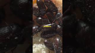 Prepare to be shocked by the presence of parasitic insects in your food food facts cruisetime [upl. by Teeter]