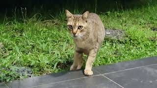 A bobtail cat asks for food [upl. by Ahseenak]