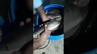 Fish caught video fish fishing shorts short shortvideo fishingvideo phonk remix [upl. by Lustick]