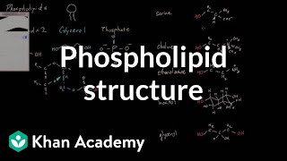 Phospholipid structure  Cells  MCAT  Khan Academy [upl. by Ekenna]