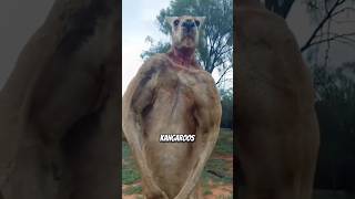 Man saves dog from kangaroo animals fact viral [upl. by Nerak999]