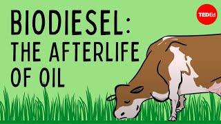 Biodiesel The afterlife of oil  Natascia Radice [upl. by Tim]