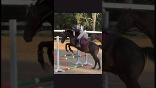 CORWIN WAS FABULOUS OMG 🥹 fyp horse eq sub pony equine horsey equestrian cutehorse [upl. by Pallas]