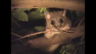 Edible dormouse Wendover Woods [upl. by Basham231]