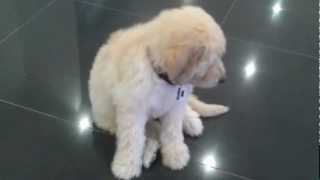 GroodleGoldendoodle  8week old puppy training session  Merlot [upl. by Einittirb]