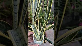 Snake plant propagation in water indoorplants snake plant garden shortvideo viral [upl. by Flann]