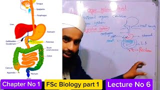 Organ Organ System Level Class 11 in Urdu Hindi  1st year Biology  Lecture series  Fsc part 1 [upl. by Knowland]