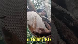 food modhu honey natural খলিশা মধু [upl. by Lleryt]