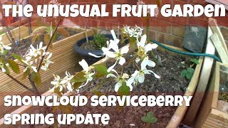 Growing Serviceberry First Spring Update Amelanchier Laevis Snowcloud [upl. by Arezzini]