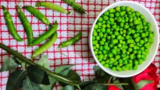 25 किलो मटर के दाने 5 मिनटों में निकलें ऐसे । Easy and Fast Method of Extracting Seeds From Peas [upl. by Dnalro]