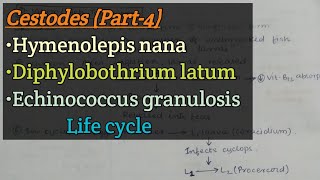 Cestodes Part4  Hymenolepis nana  Diphylobothrium latum  Echinococcus granulosus  Life cycle [upl. by Adnaloy]