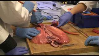 Biology  Lung Dissection  Preston College Ummer Rubani [upl. by Robaina]