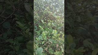 lemon tree explorethebeautyofnature youtubeshorts nature gardening [upl. by May840]