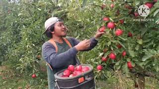 petani atau pekerja mingran mulai sibuk petik apel perdana di tahun 2024 di negara new zealand 🇳🇿🇲🇨 [upl. by Nahgrom]