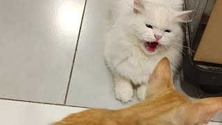 Turkish Angora Cat Easily Annoyed Aggressive and Unkind with Ginger Cat 😥 [upl. by Arrec373]