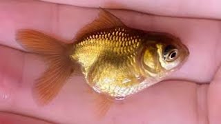 Halfmoon Betta Fish Molly Redtail Catfish Guppy Guppies Carp Carps Goldfish Cute baby animals Videos [upl. by Cynara]