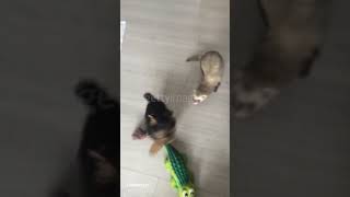 Animali ripresi mentre fanno cose divertenti 😂 Pt20 furetto cane funny [upl. by Barram195]