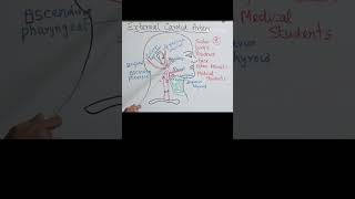 external carotid artery branches mnemonic carotid surgeryeducation [upl. by Sivam]