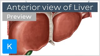 Anterior view of the liver preview  Human Anatomy  Kenhub [upl. by Rube]