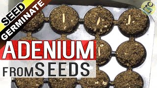 ADENIUM SEED GERMINATION Technique  How to grow Adenium from Seeds  Gardening in English [upl. by Noami]