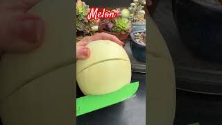 Melon Cutting 🍈😱 shorts fruit fruitcutting melon garden enjoy [upl. by Shannah]