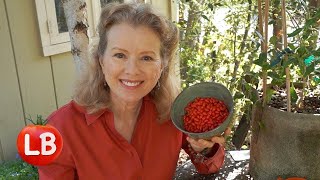 Growing and Drying Goji Berries  Vlog [upl. by Allac]