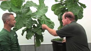 Plantz Profile Ficus Lyrata [upl. by Sandeep]