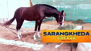 PANCHKALYAN  DEVMAAN MARWARI HORSE  CHETAK at SARANGKHEDA [upl. by Dorothee]