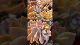 Graptopetalum Victor Kane 淡雪 graptopetalum graptopetalumvictorkane  SUCCULENTZONECOM [upl. by Yrtnej]