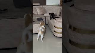 You think I am a foool funny kungfupanda memes edit doglover catlover dogfight catfight [upl. by Oirobil]