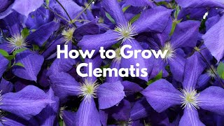 How to Grow Clematis [upl. by Thorncombe582]