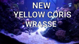 NEW YELLOW CORIS WRASSE AND CORAL [upl. by Alage304]