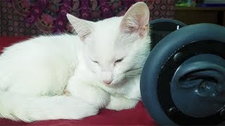 1 Hour CUTEST CAT PURRING By This Baby KITTEN  Relaxation  ASMR for Sleep [upl. by Jori]