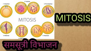 mitosis समसूत्री विभाजन [upl. by Sophia]