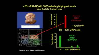 Awakening Oligodendrocyte Precursors Recent Advances in Remyelination [upl. by Laiceps]