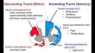 Spinal tracts Descending and Ascending  Spinal Cord Syndromes [upl. by Elyk187]