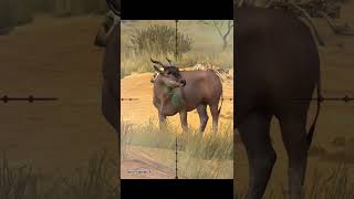 Southern eland  hunting game  Namibia  hunting clash  shorts [upl. by Margaretha]