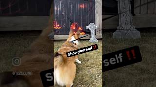 I saw something you can’t see 😱 corgi halloween [upl. by Raynah]