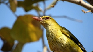 Indian golden oriole [upl. by Enisamoht]