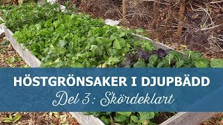 Höstgrönsaker i djupbädd del 3  Skördeklart [upl. by Hnoj278]